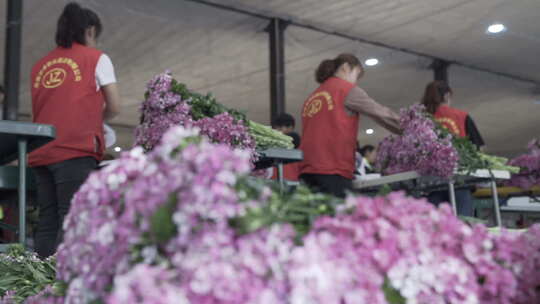 云南地拍种花基地内花农整理成品鲜花中景