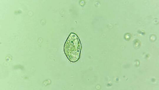 科学研究素材 细胞微生物原生生物 3