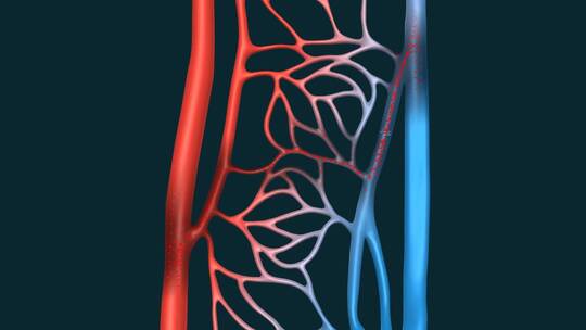 血液体循环肺循环医学血管动静脉三维动画