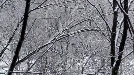 雪从空树上飘落下来