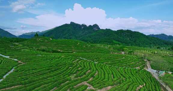 福建武夷山国家公园岩茶核心产区0387