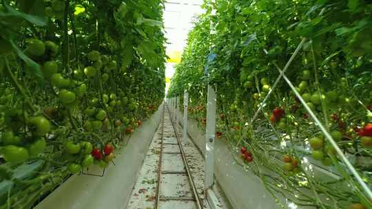 温室大棚里种植的一排排西红柿