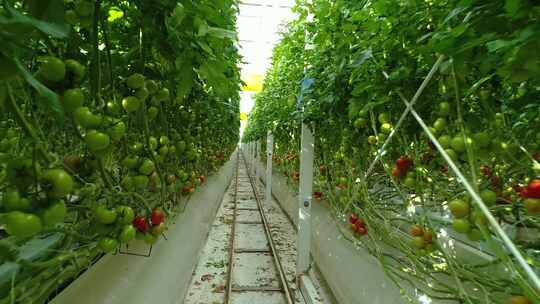 温室大棚里种植的一排排西红柿视频素材模板下载