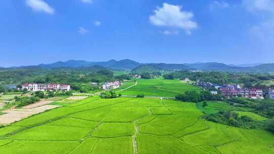 乡村大片绿色稻田航拍全景