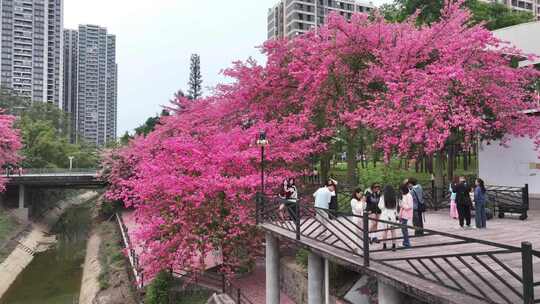 中国广东省广州市从化区华软异木棉