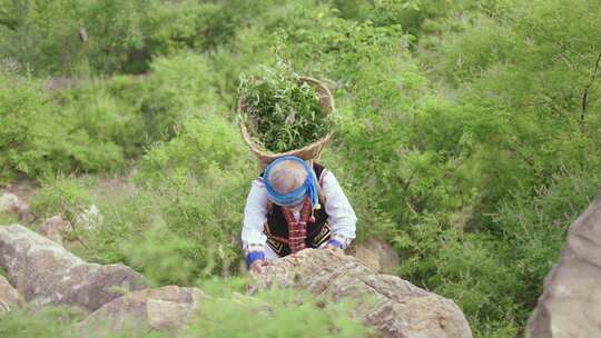 药材基地：老中医攀登岩石深山采药