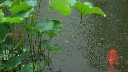 雨中鱼池锦鲤实拍