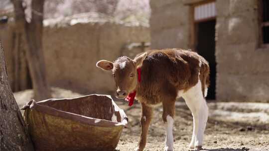 新疆村落 春天杏花下的 小牛 牧民养牛
