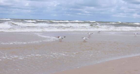 栖息在海滩上的海鸥