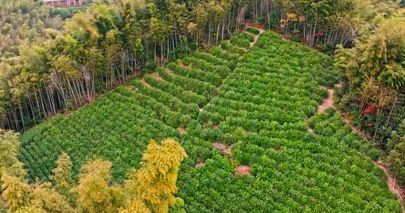 竹林中的茶园