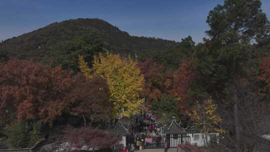 苏州天平山枫叶红了视频素材模板下载