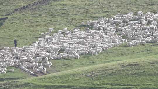内蒙古大草原夕阳下回家的小羊羔大片羊群