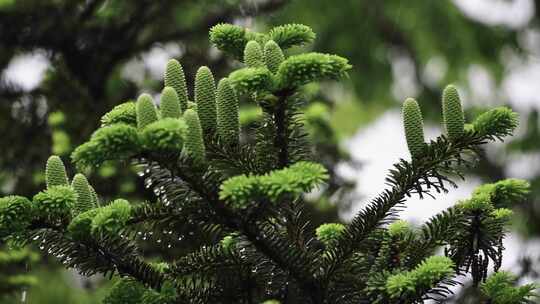 一级保护植物百山祖冷杉松树大自然视频素材模板下载