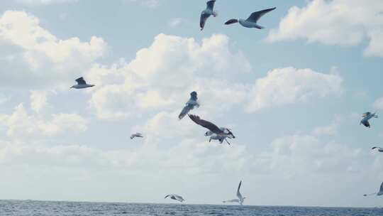 海鸥在海面飞翔升格