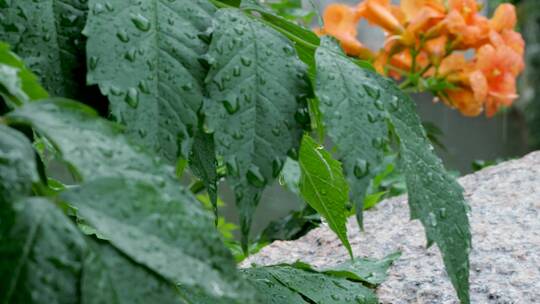 雨水滴落在盛开的凌霄花叶子上