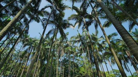 高大的棕榈树林视频素材模板下载