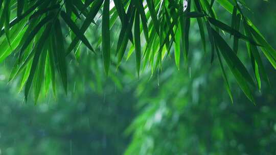 竹林竹叶下雨