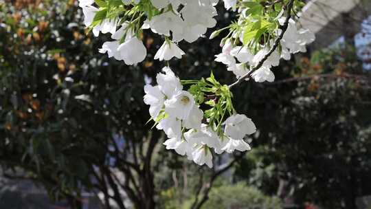 春天盛开的梨花特写