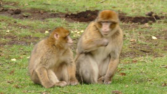 猴子们在草原上玩耍