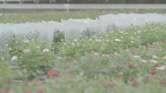 花卉种植LOG视频素材