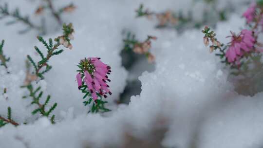 雪，冷，冬天，花