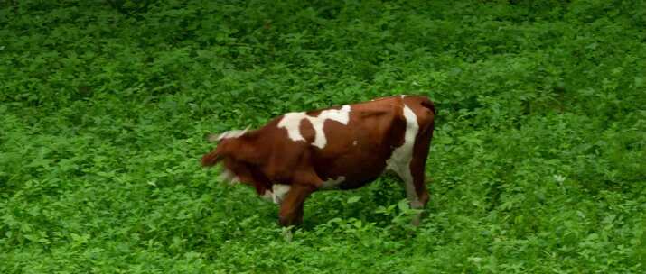 奶牛放牛牧牛树林吃草