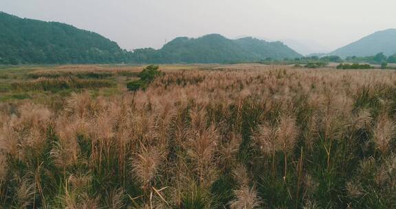 芦苇荡 芦苇丛 秋季 风景 山村