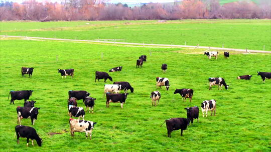 新西兰牧场 大片奶牛群 带标牛 航拍