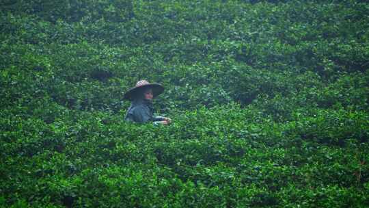 毛尖春茶白茶绿茶茶叶手工茶采摘