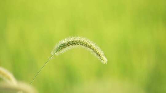 狗尾巴草唯美逆光光线自然抒情草地植物