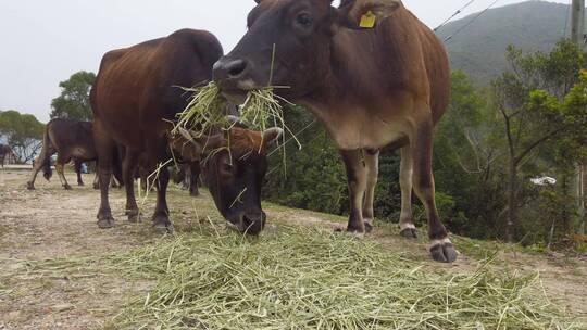 一群吃干草的牛视频素材模板下载