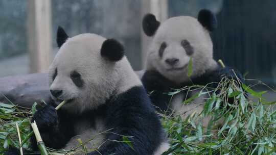熊猫大熊猫幼崽
