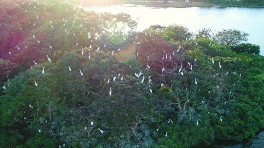 航拍夕阳下的白鹭