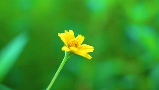 唯美画面鲜花朵朵小菊花视频素材模板下载