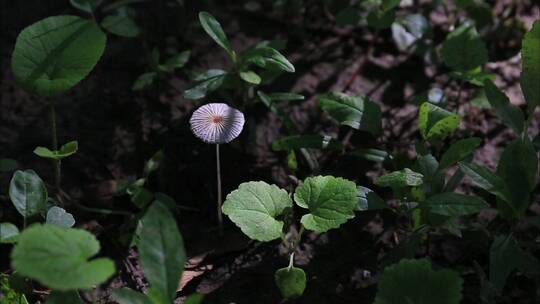 树林间的小蘑菇
