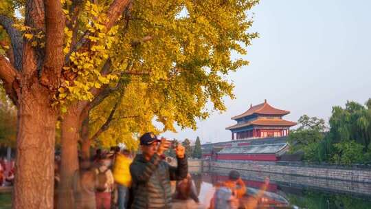 北京故宫神武门银杏