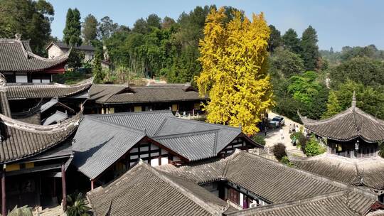 重庆天心寺银杏航拍