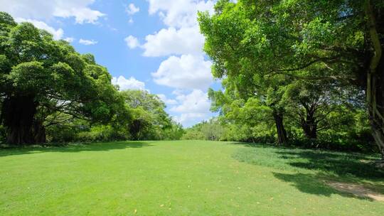 夏天蓝天白云阳光草坪草地绿地树林森林公园