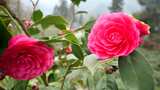 曼陀罗山花茶花朵花瓣园艺园林绿植观赏植物高清在线视频素材下载
