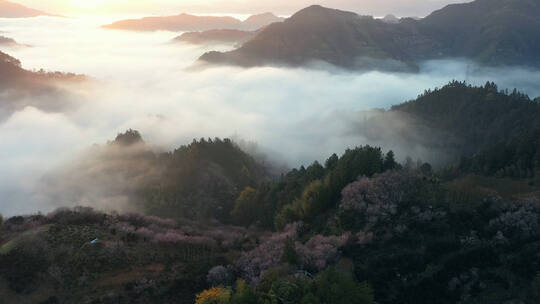 歙县卖花渔村梅花云海仙境风光航拍 合集