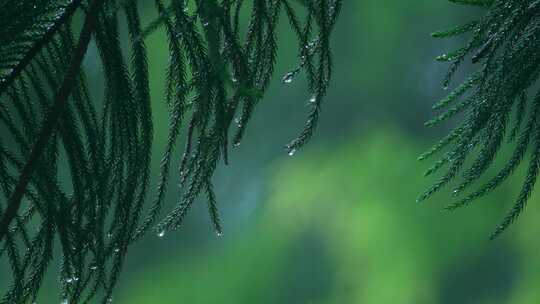 森林下雨松树风景