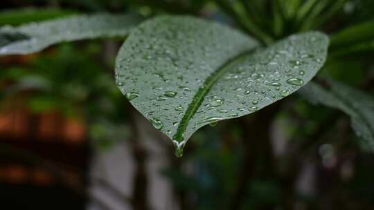 水滴滴水大自然绿色树叶