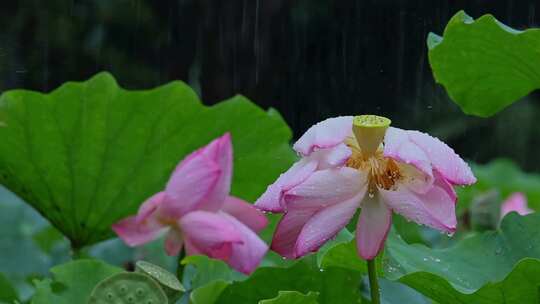 夏天雨水荷花荷叶雨滴雨景