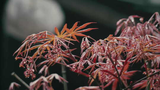 雨后的红色枝叶·1