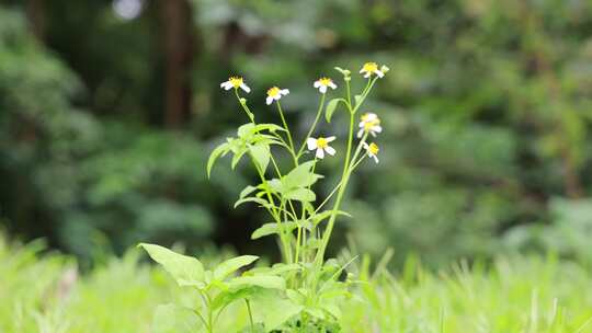 白花鬼针草