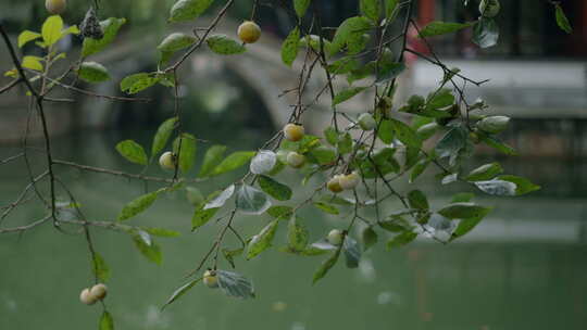 江南水香同里古镇里的一颗柿子树