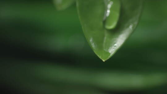 水滴从新鲜绿叶中落下的慢动作微距镜头替代