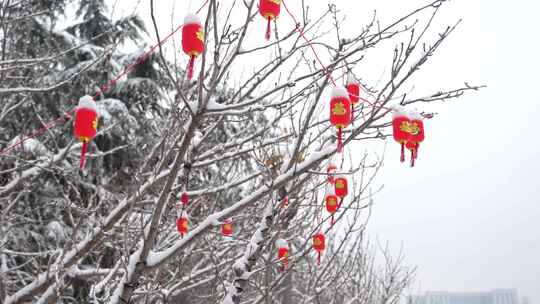 雪景树上挂的红灯笼