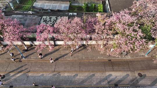 中国广东省广州市天河区华南师范大学异木棉