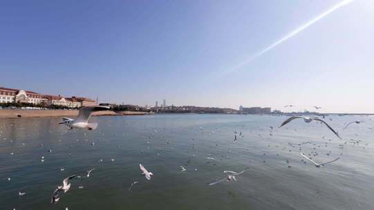 青岛栈桥冬季的海鸥